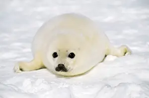 Harp: HARP SEAL - PUP LYING