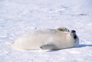 Harp: HARP SEAL - Pup lying on back