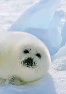 Harp: HARP SEAL - pup lying on ice