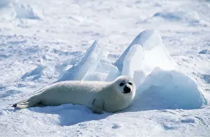 Harp: HARP SEAL - Pup lying on ice