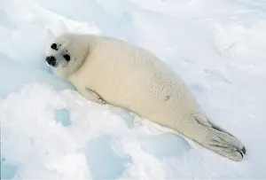 Harp: HARP SEAL - Pup lying on ice