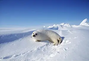 Harp: HARP SEAL - pup lying on ice