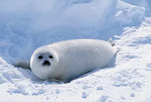 Harp: HARP SEAL - Pup lying on ice