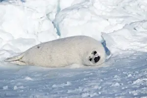 Seals: HARP SEAL - pup lying on ice
