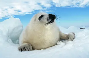 Groenlandica: HARP SEAL pup - lying on ice, facing camera