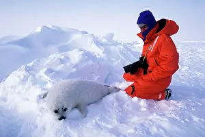 Harp: Harp Seal pup - and photographer