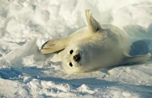 Groenlandica: HARP SEAL PUP - ROLLS ON SIDE