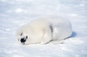Harp: HARP SEAL - pup sleeping on ice