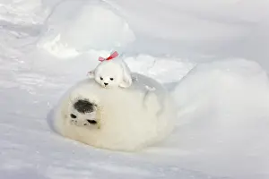 Groenlandicus: Harp seal pup and stuff seal toy on ice