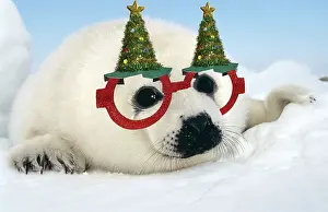 Harp: Harp Seal, pup wearing Christmas glasses