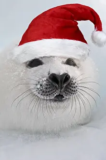 Harp: Harp Seal - pup wearing Christmas hat