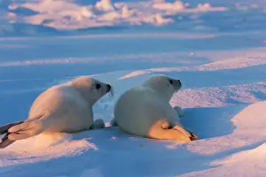 Groenlandicus: Two Harp seal pups on ice, Iles de la Madeleine