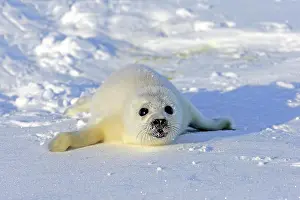 Groenlandicus: Harp Seal or Saddleback Seal (Pagophilus groenlandicus