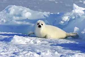 Groenlandicus: Harp Seal or Saddleback Seal (Pagophilus groenlandicus