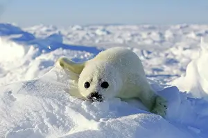 Groenlandicus: Harp Seal or Saddleback Seal (Pagophilus groenlandicus