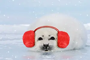 Harp: Harp Seal wearing ear muffs