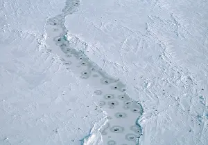 Harp: Harp SEALS - aerial of breathing holes in lead in pack-ice