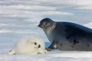 Groenlandicus: Harp seals, mother with cub on ice, Iles