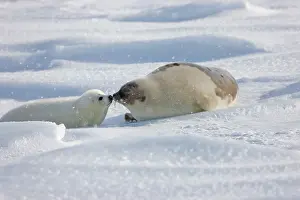 Groenlandicus: Harp seals, mother with pup, on ice, Iles