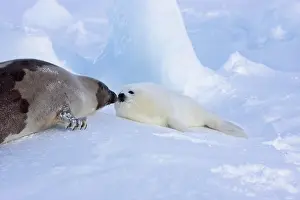 Groenlandicus: Harp seals, mother with pup, on ice, Iles