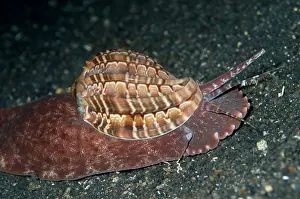 Harp: Harp Shell