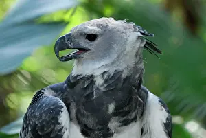 Harpia: Harpy Eagle