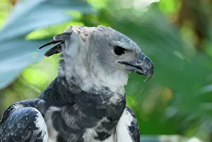 Harpia: Harpy Eagle