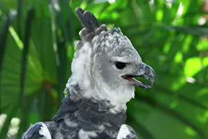 Harpia: Harpy Eagle