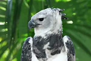 Harpia: Harpy Eagle