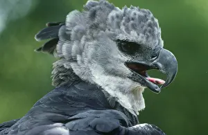 Harpia: Harpy Eagle