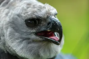 Harpia: Harpy Eagle