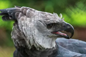 Harpia: Harpy Eagle