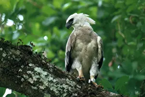 Harpia: Harpy Eagle