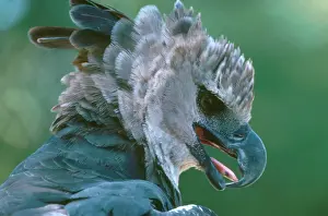 Harpia: Harpy Eagle