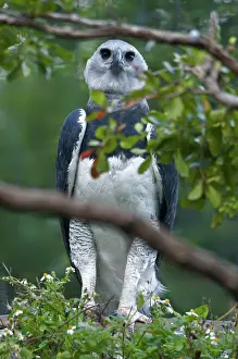 Harpia: Harpy Eagle