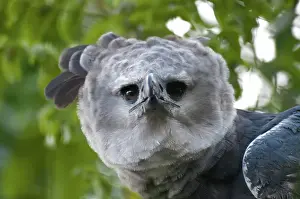 Harpia: Harpy Eagle