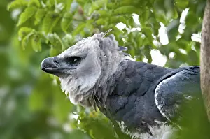 Harpia: Harpy Eagle