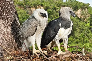 Brasilian: Harpy Eagle adult with young fledgling