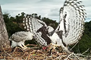 Bringing: Harpy Eagle bringing prey to nestling