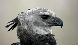 Harpia: Harpy Eagle - captive - native to the neotropics