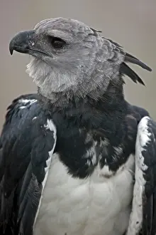 Harpia: Harpy Eagle - captive - native to the neotropics