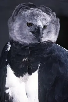 Eagles: HARPY EAGLE - close-up of head
