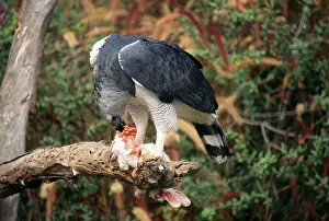 Harpia: Harpy Eagle - eating Rabbit