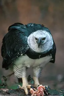 Talons: Harpy Eagle Feeding