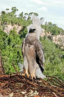 Harpia: Harpy Eagle fledgling