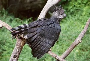 Fluffed: Harpy EAGLE - fluffed up showing aggression