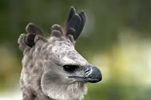 Harpia: Harpy Eagle (Harpia harpyja)