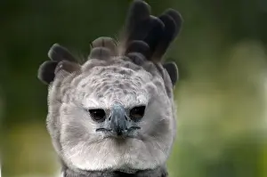 Harpia: Harpy Eagle (Harpia harpyja)