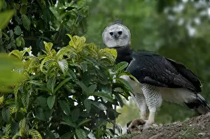 Harpia: Harpy Eagle (Harpia harpyja)