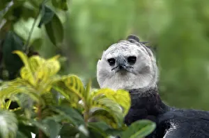 Harpia: Harpy Eagle (Harpia harpyja)